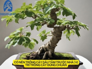 Có nên trồng cây dâu tằm trước nhà | Vị trí trồng cây đúng chuẩn