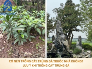 Có nên trồng cây trứng gà trước nhà không? Lưu ý khi trồng cây trứng gà