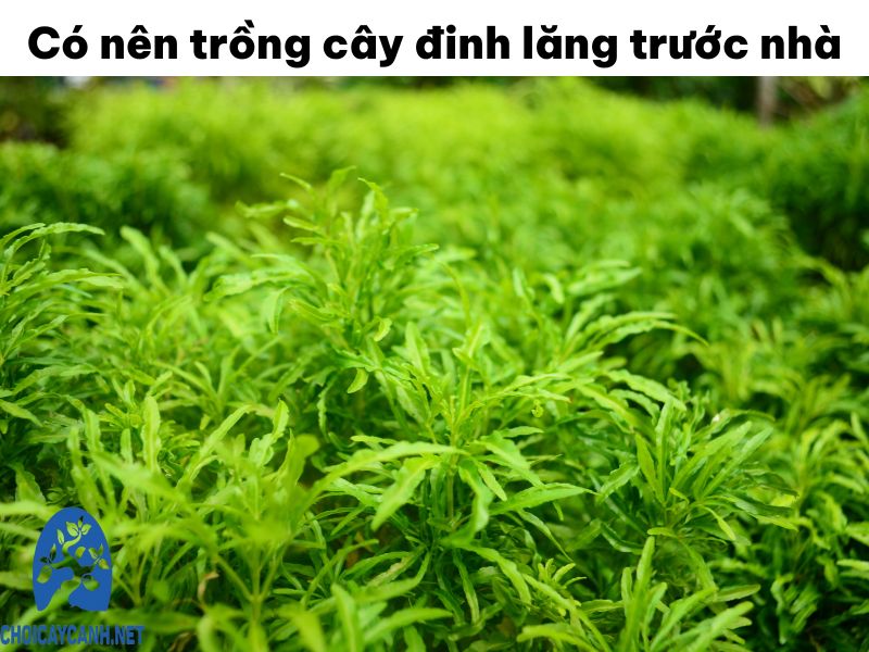 Có nên trồng cây đinh lăng trước nhà| Lưu ý vị trí khi trồng