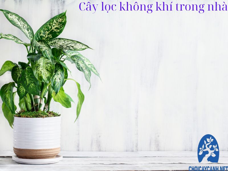 Top 12 cây lọc không khí trong nhà hiệu quả đã được kiểm chứng