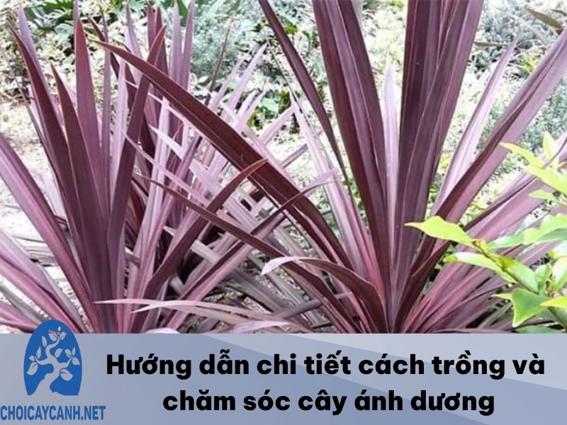 Hướng dẫn chi tiết cách trồng và chăm sóc cây ánh dương