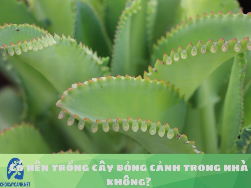 Có nên trồng cây bỏng cảnh trong nhà không? Cách chăm sóc cây bỏng