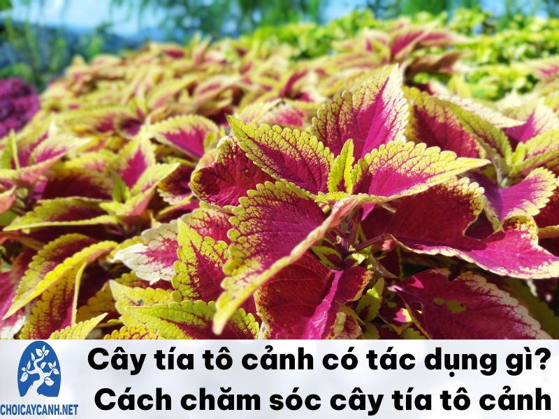 Cây tía tô cảnh có tác dụng gì? Cách chăm sóc cây tía tô cảnh