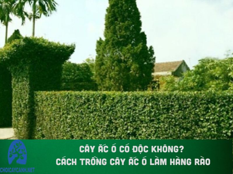 Cây ắc ó có độc không? Cách trồng cây ắc ó làm hàng rào