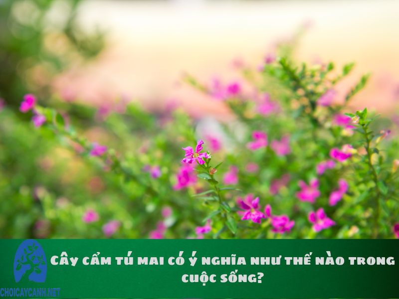 Cây cẩm tú mai có ý nghĩa như thế nào trong cuộc sống?