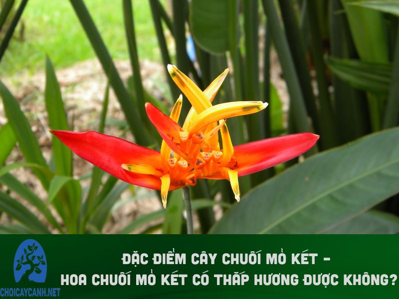 Đặc điểm cây chuối mỏ két – Hoa chuối mỏ két có thắp hương được không?