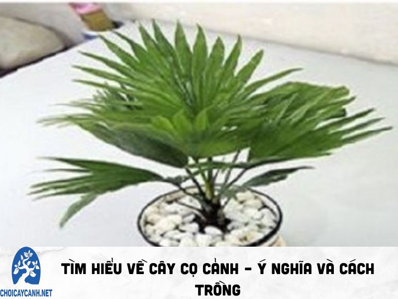 Tìm hiểu về cây cọ cảnh – Ý nghĩa và cách trồng