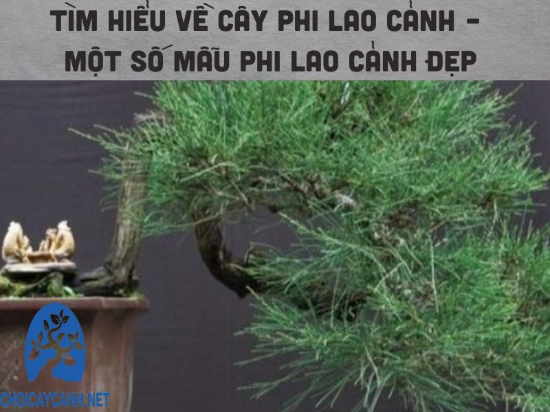 Tìm hiểu về cây phi lao cảnh – Một số mẫu phi lao cảnh đẹp