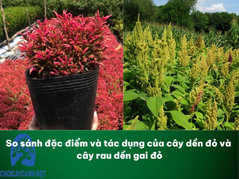 So sánh đặc điểm và tác dụng của cây dền đỏ và cây rau dền gai đỏ