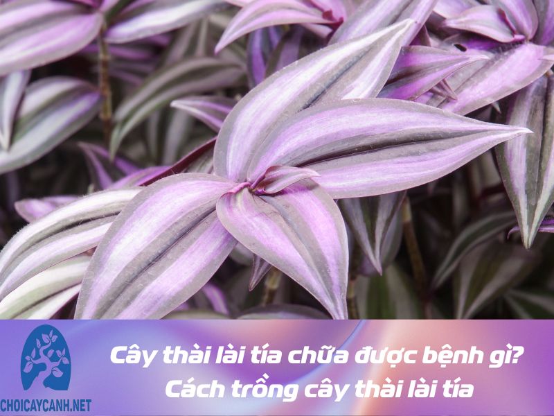 Cây thài lài tía chữa được bệnh gì? Cách trồng cây thài lài tía