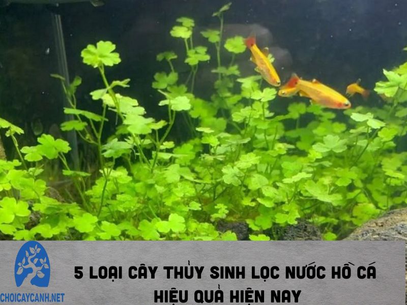 5 loại cây thủy sinh lọc nước hồ cá hiệu quả hiện nay