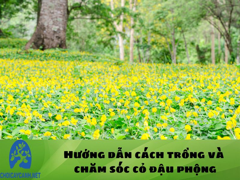 Hướng dẫn cách trồng và chăm sóc cây cỏ đậu phộng