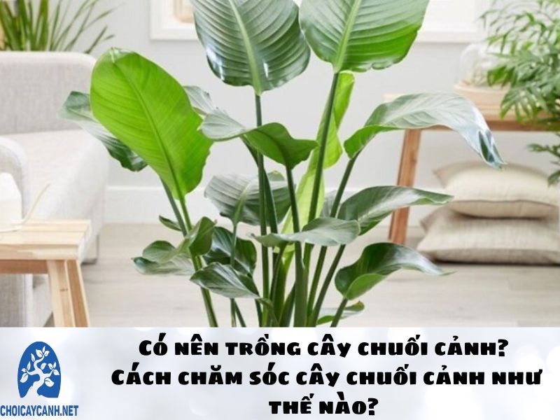 Có nên trồng cây chuối cảnh? Cách chăm sóc cây chuối cảnh như thế nào?