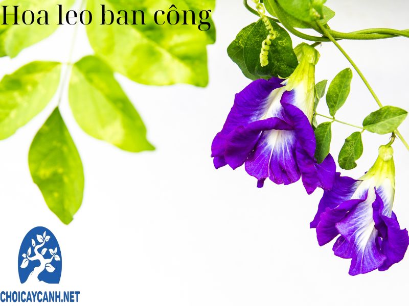 9 loại hoa leo ban công cho không gian nhà thêm phần tinh tế, hoàn mỹ