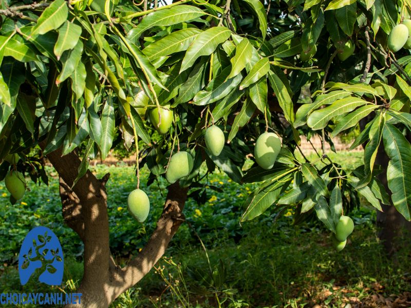 Nguồn gốc, tên khoa học của cây xoài