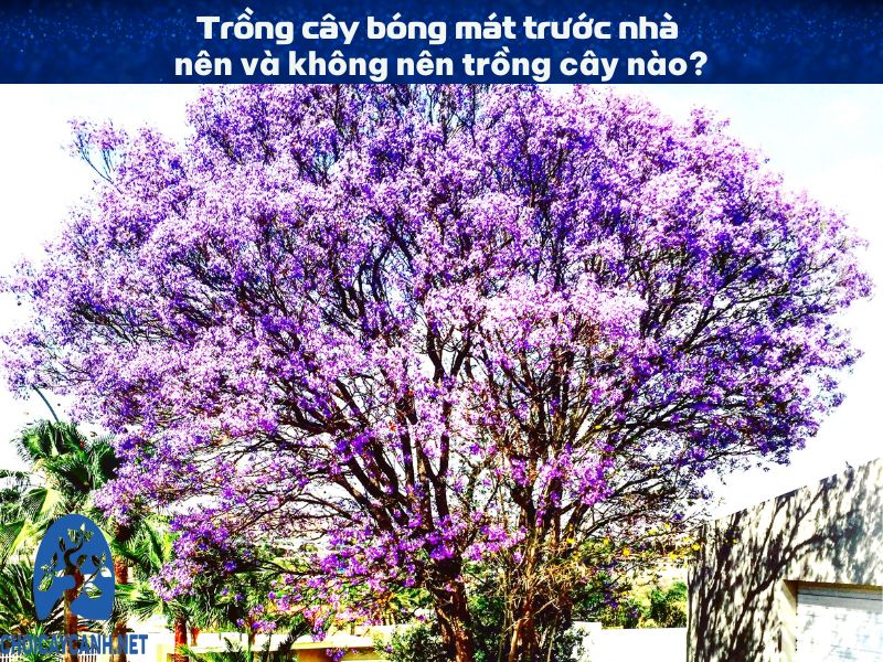 Trồng cây bóng mát trước nhà: nên và không nên trồng cây nào?