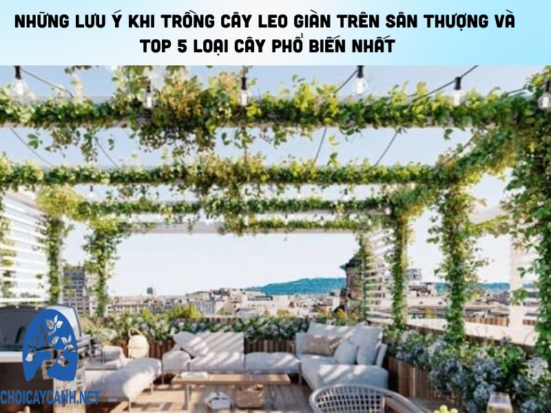 Những lưu ý khi trồng cây leo giàn trên sân thượng và Top 5 loại cây phổ biến nhất