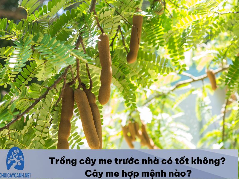 Trồng cây me trước nhà có tốt không? Cây me hợp mệnh nào?