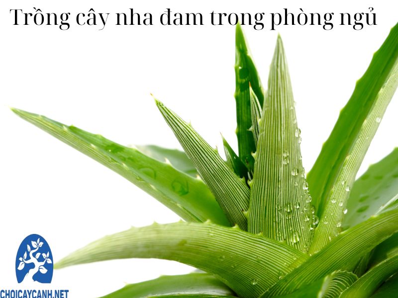 Cách trồng cây nha đam trong phòng ngủ giúp tinh thần cải thiện