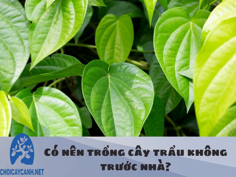 Có nên trồng cây trầu không trước nhà? Tuổi mệnh nào trồng tốt nhất