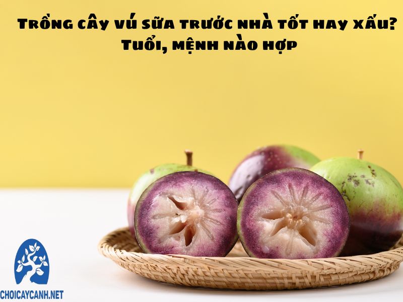 Trồng cây vú sữa trước nhà tốt hay xấu? Tuổi, mệnh nào hợp