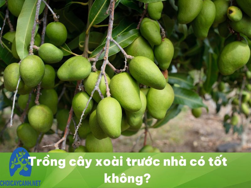 Trồng cây xoài trước nhà có tốt không? Cần lưu ý gì?