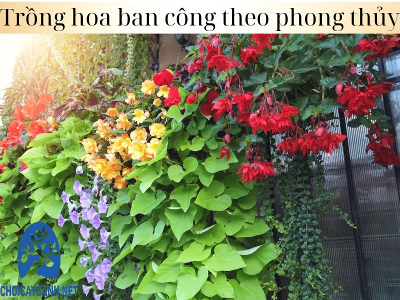 Trồng hoa ban công theo phong thủy như thế nào là chính xác?