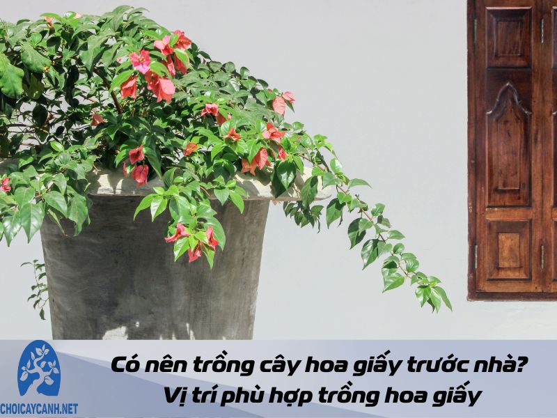 Có nên trồng cây hoa giấy trước nhà? Vị trí phù hợp trồng hoa giấy