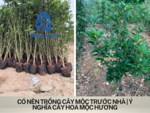 Có nên trồng cây mộc trước nhà | Ý nghĩa cây hoa mộc hương