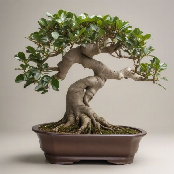 Những Cây Có Thể Làm Bonsai: Từ Sân Nhà Đến Nghệ Thuật